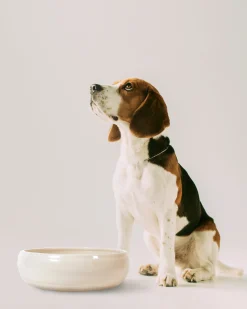 Pet Bowls-Robert Gordon Venue Large Dog Bowl / Dog Station